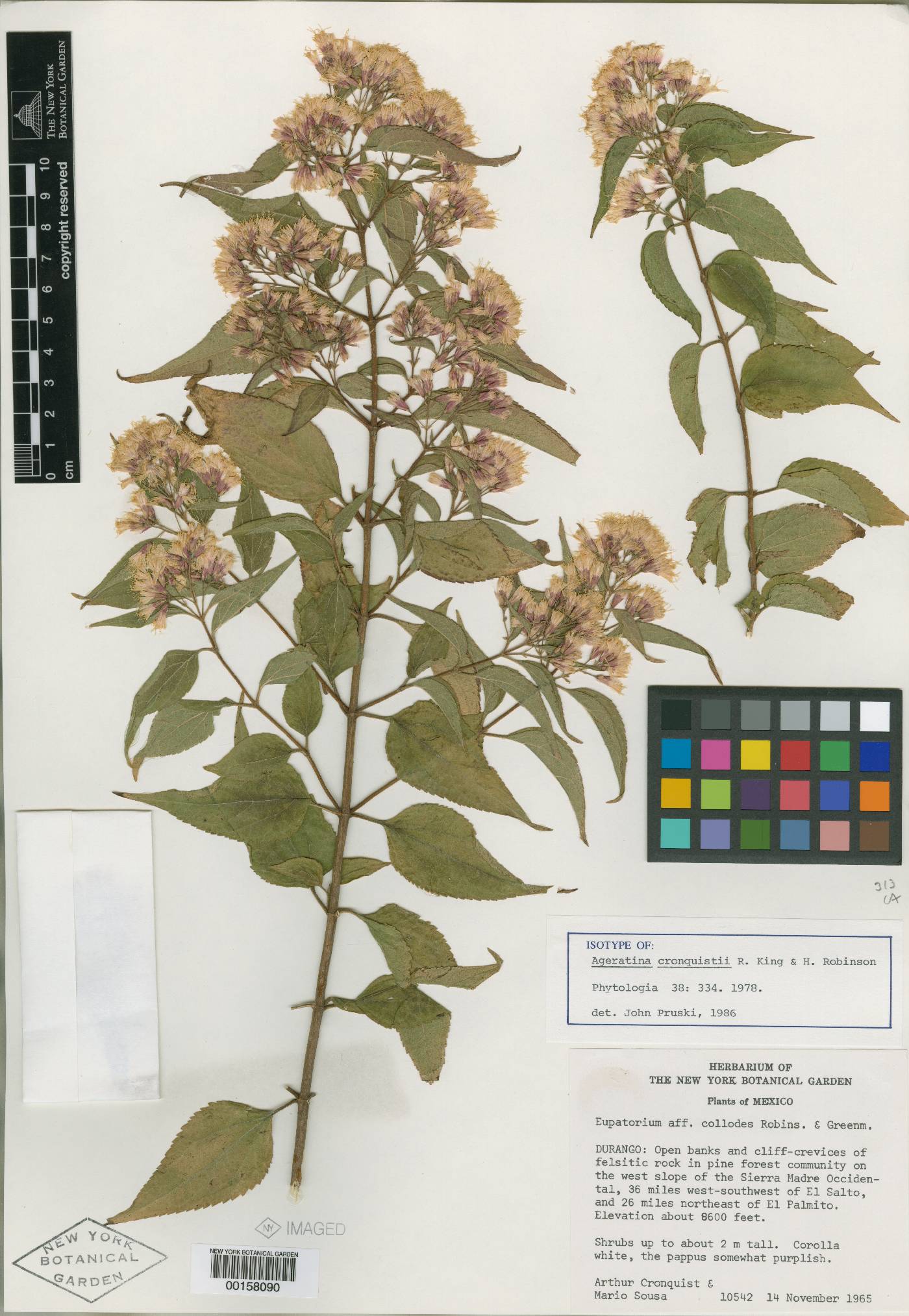 Ageratina cronquistii image