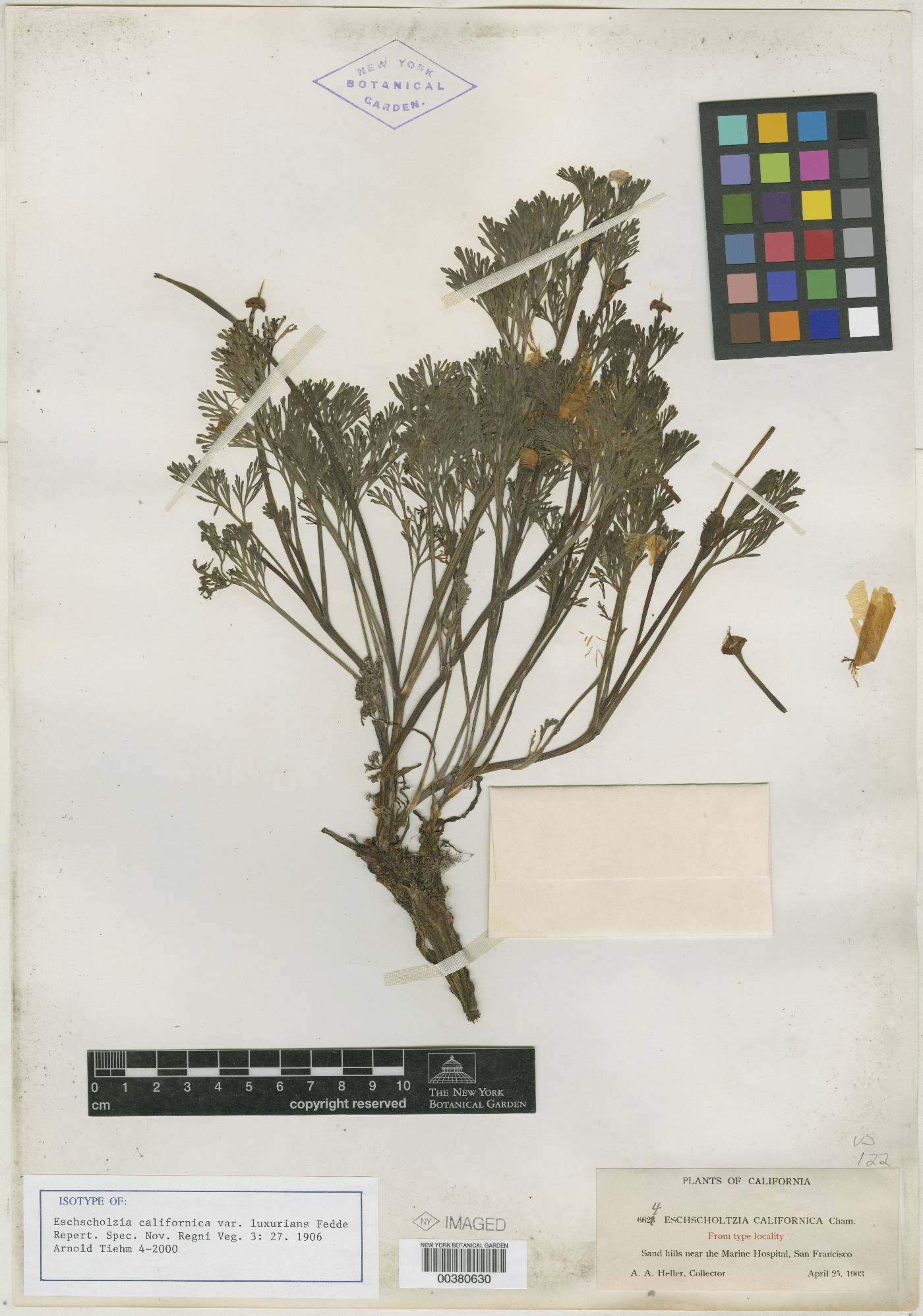 Eschscholzia californica var. luxurians image