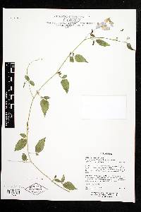 Solanum perlongistylum image