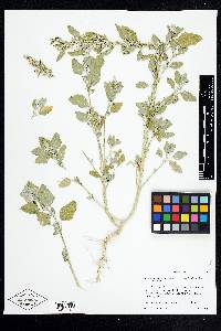 Chenopodium berlandieri var. zschackei image