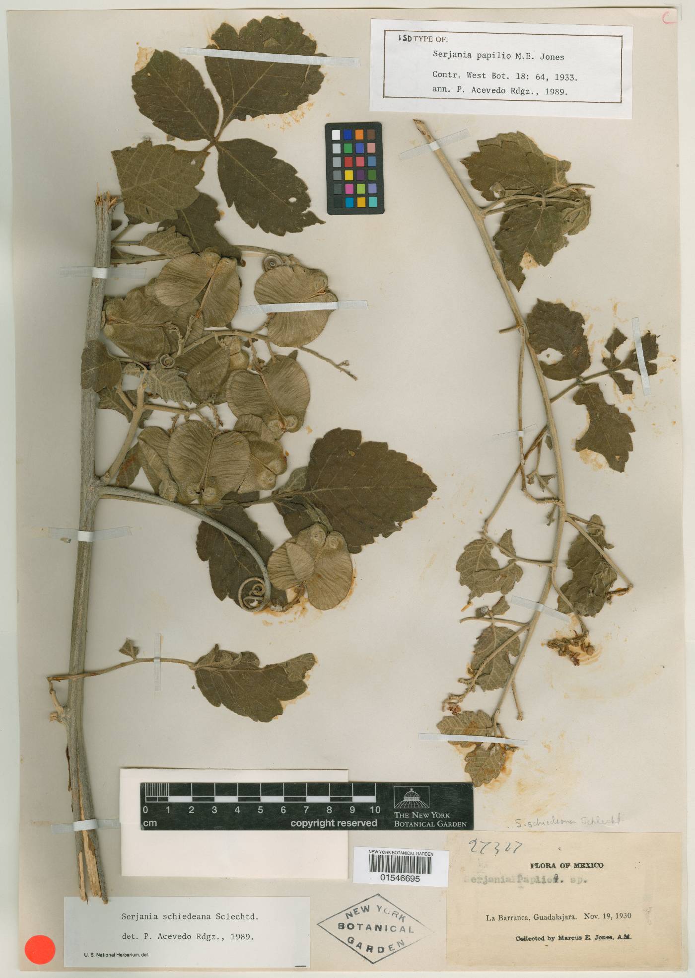 Serjania schiedeana image