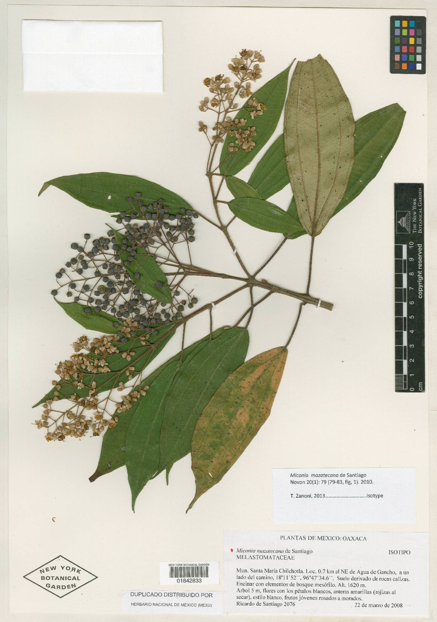 Miconia mazatecana image