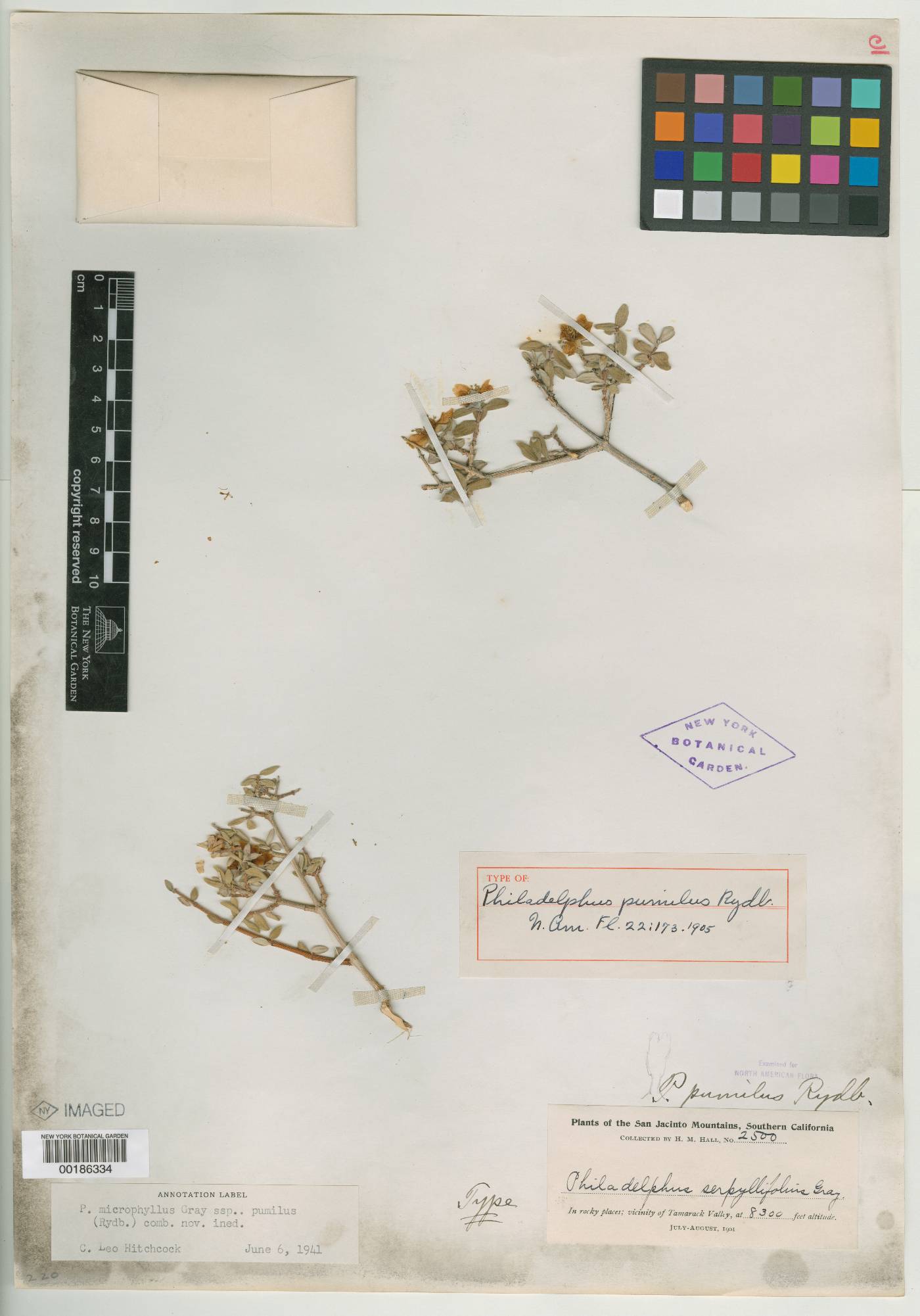 Philadelphus pumilus image