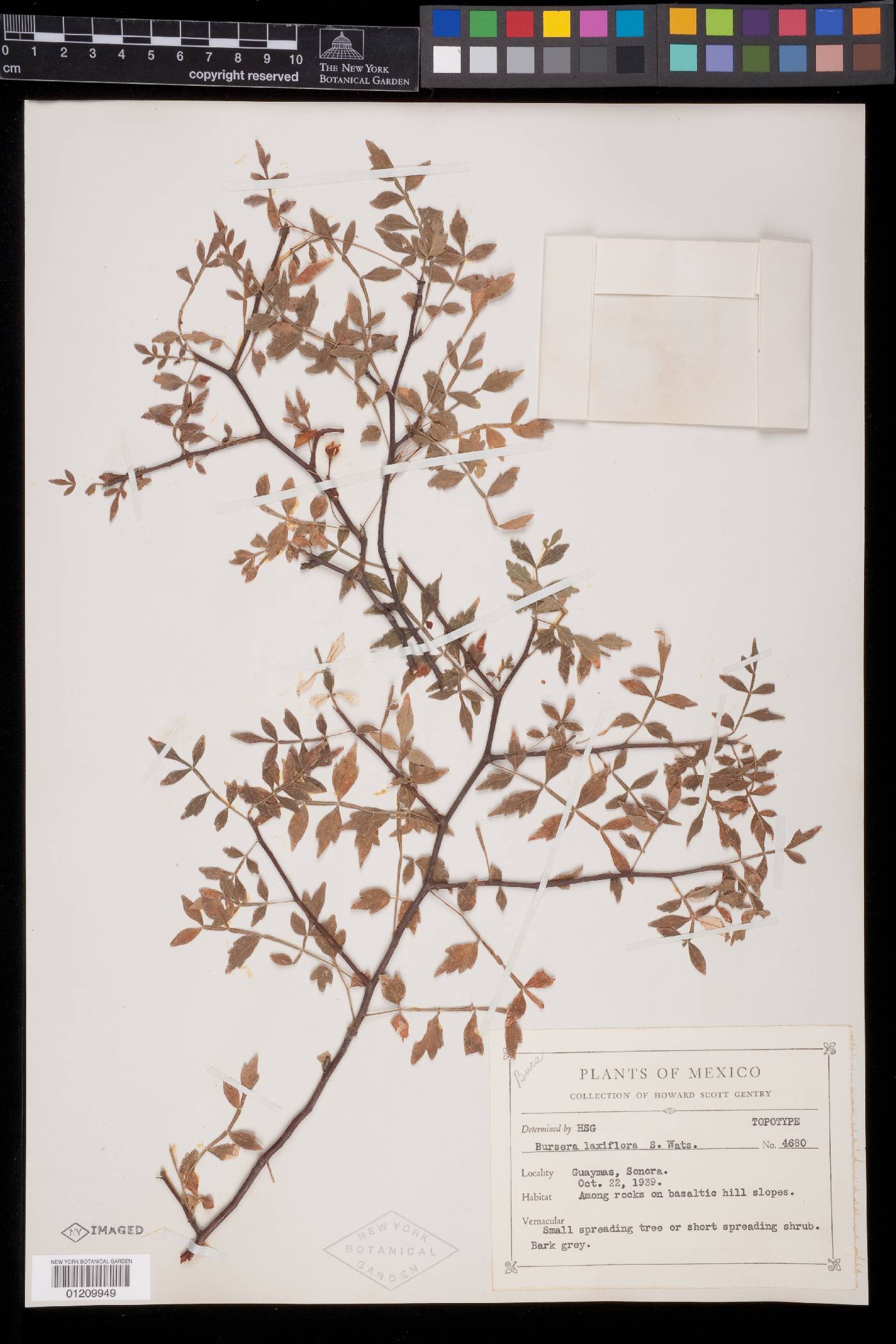 Bursera laxiflora image