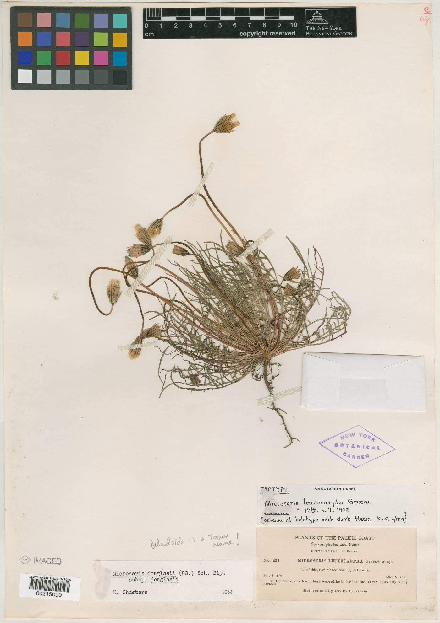 Microseris leucocarpha image