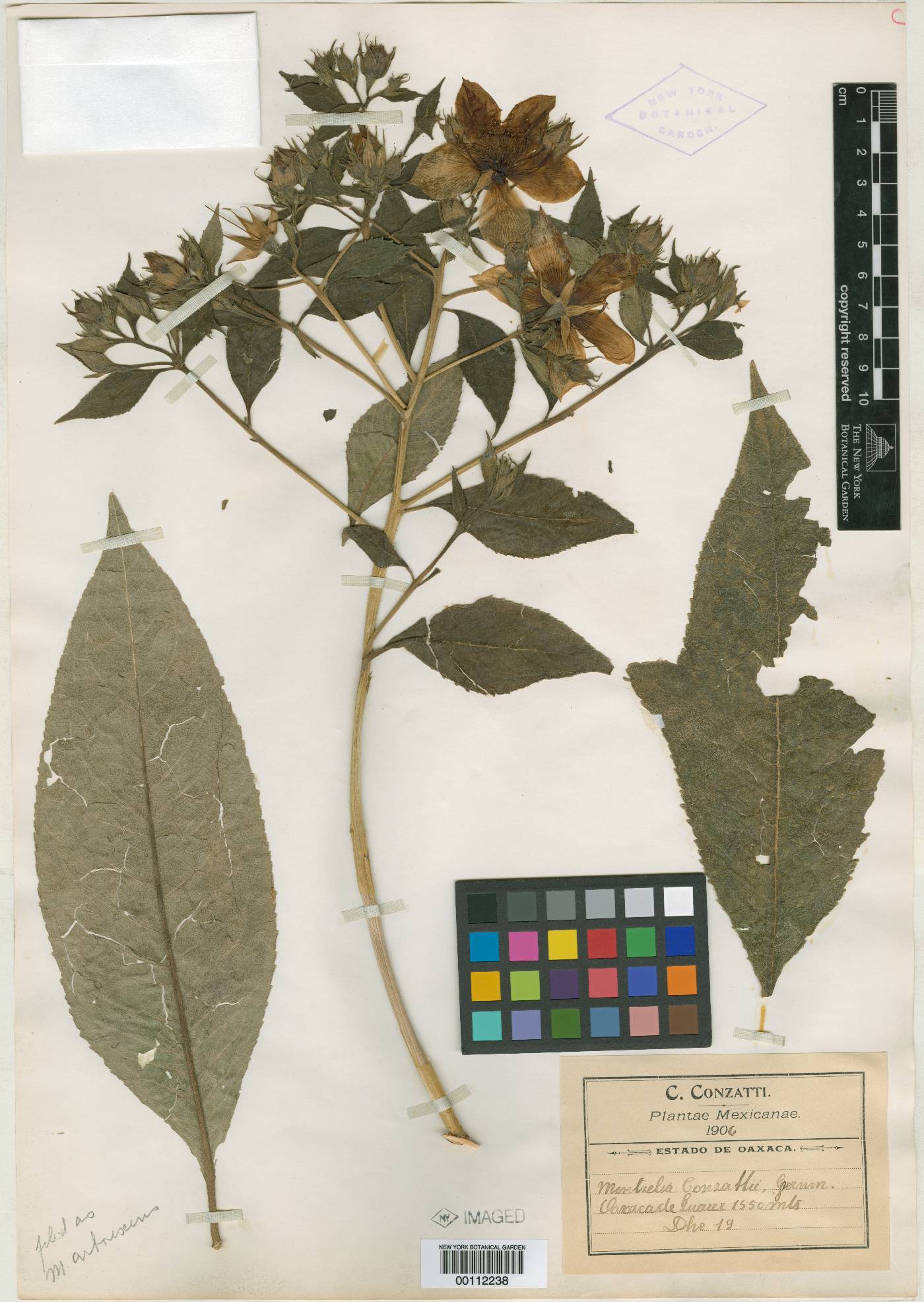 Mentzelia arborescens image