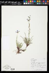 Penstemon aridus image