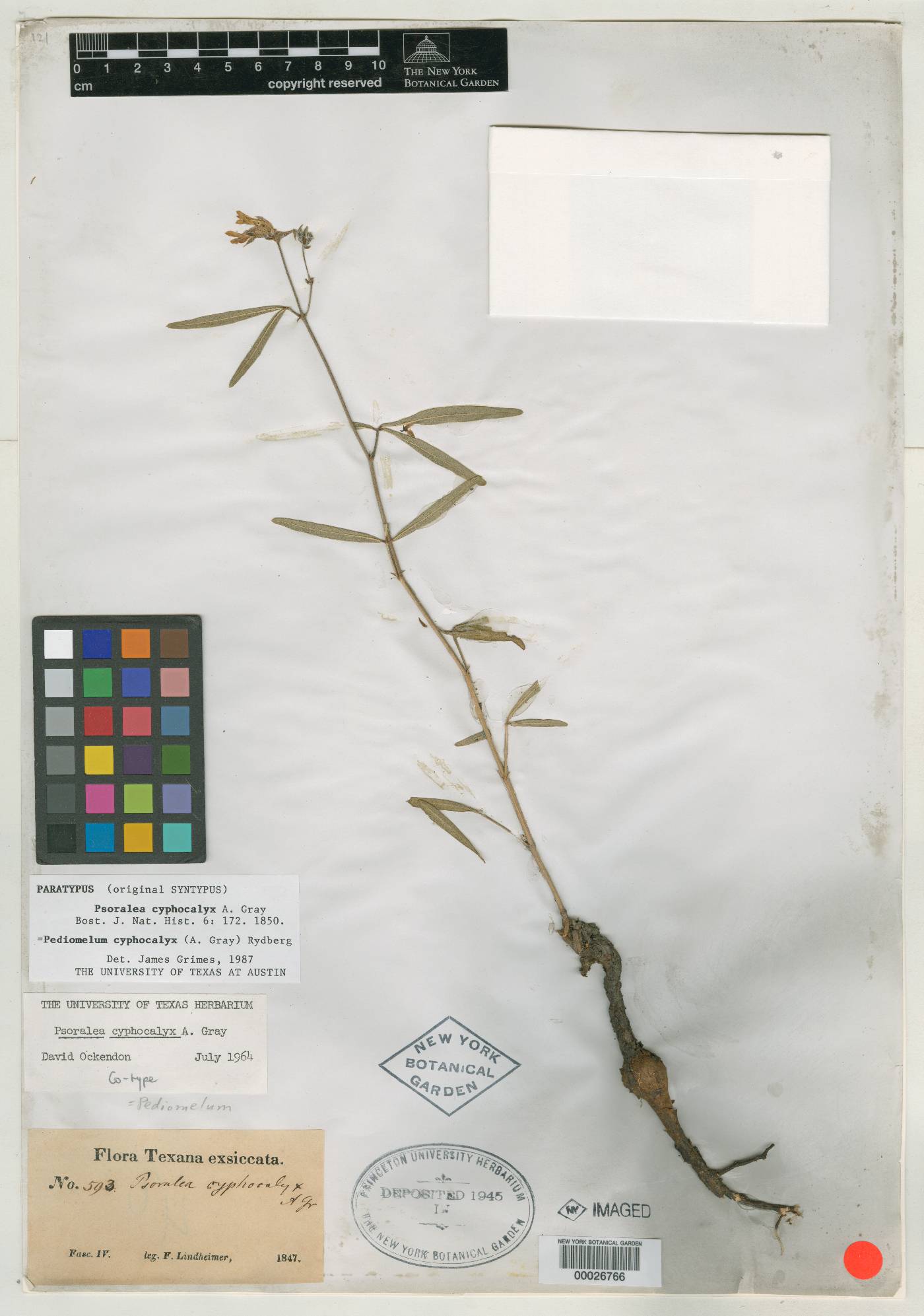 Psoralea cyphocalyx image