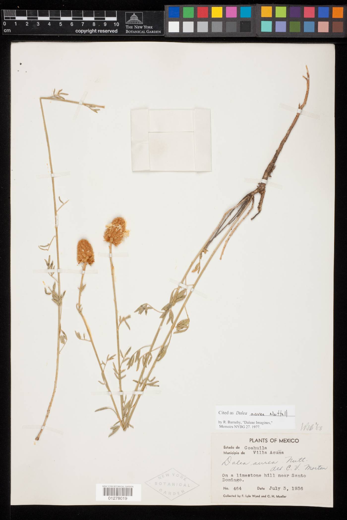 Dalea aurea image