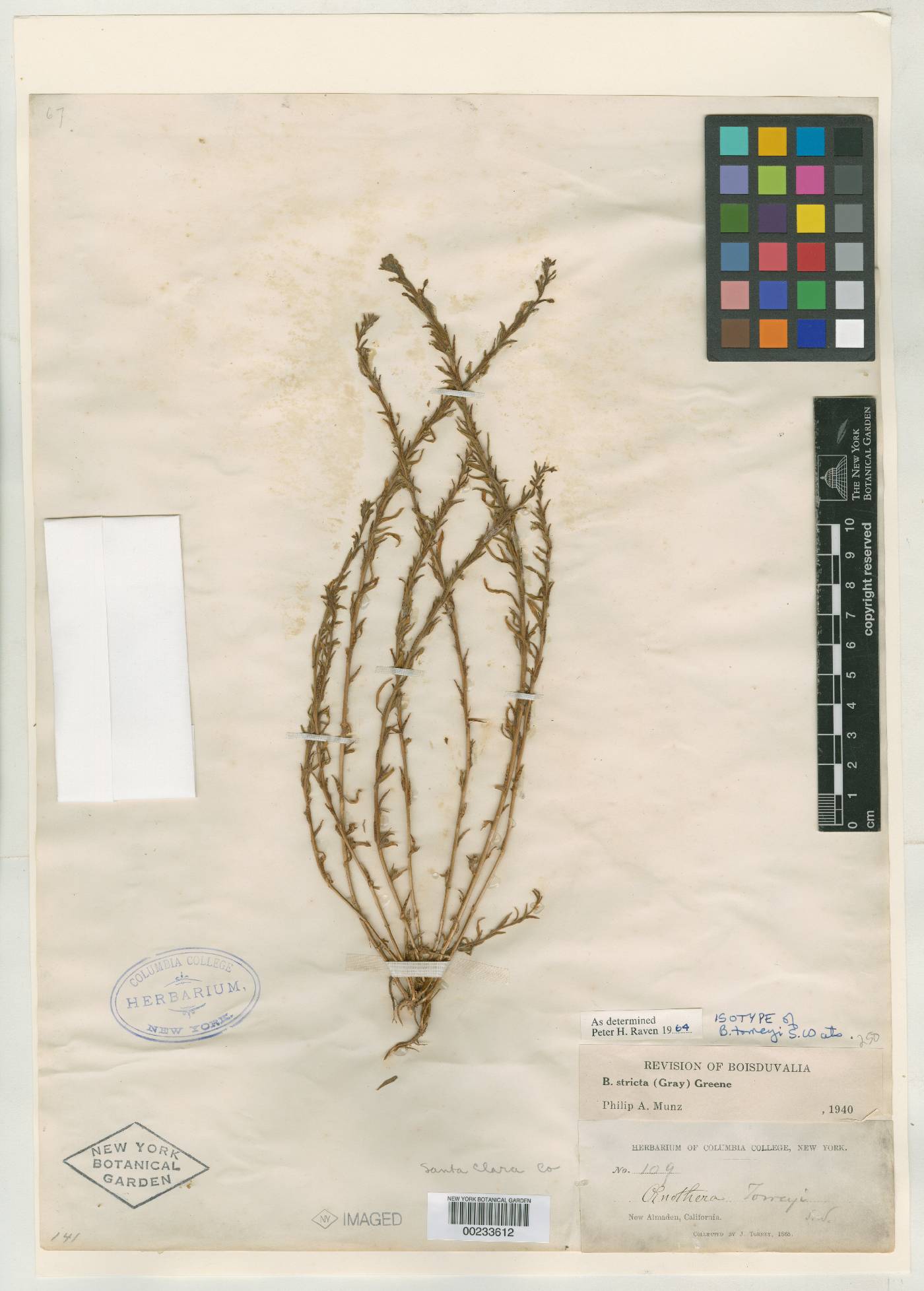 Oenothera torreyi image