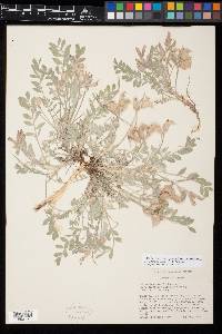Astragalus purshii var. glareosus image