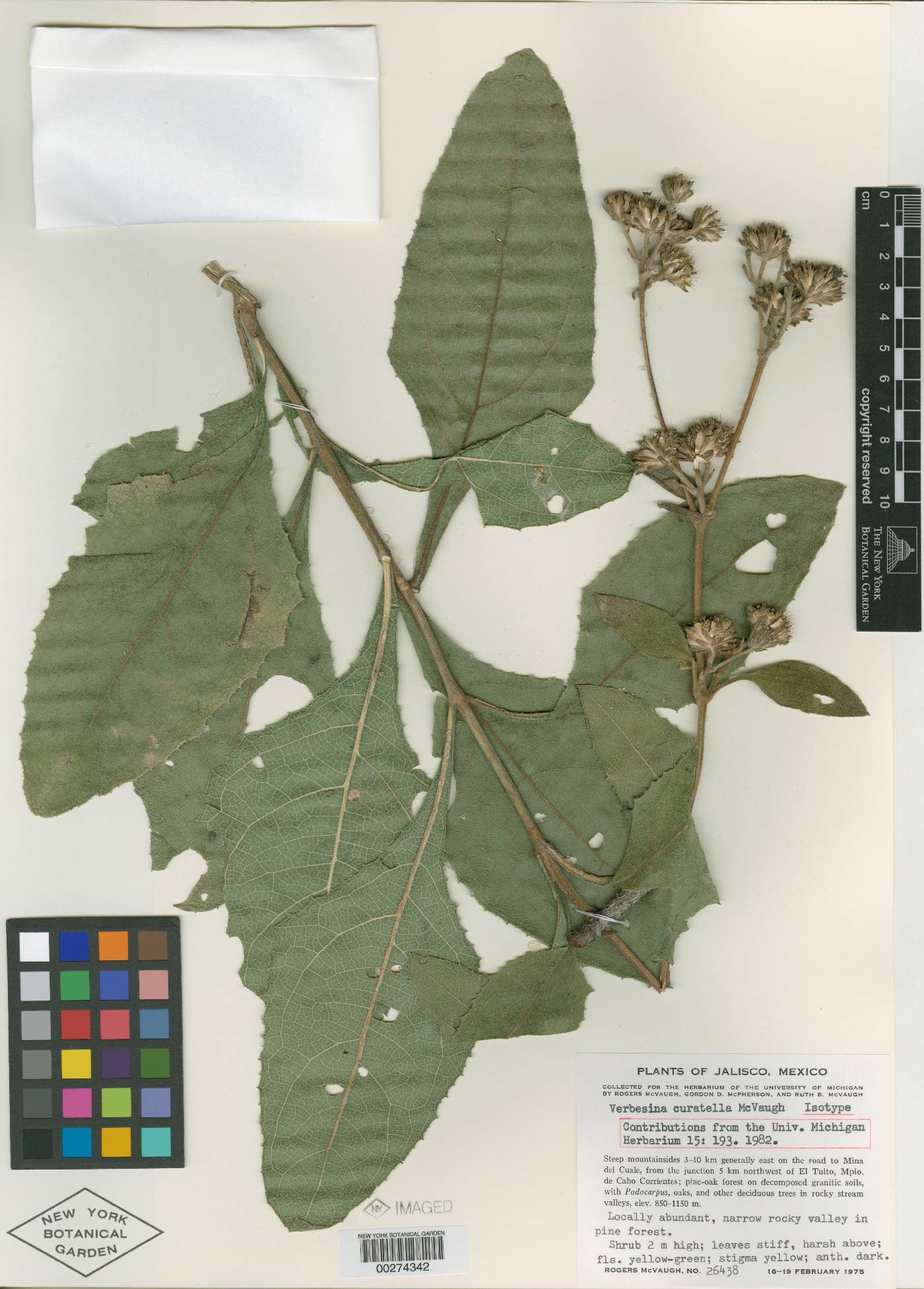 Verbesina curatella image
