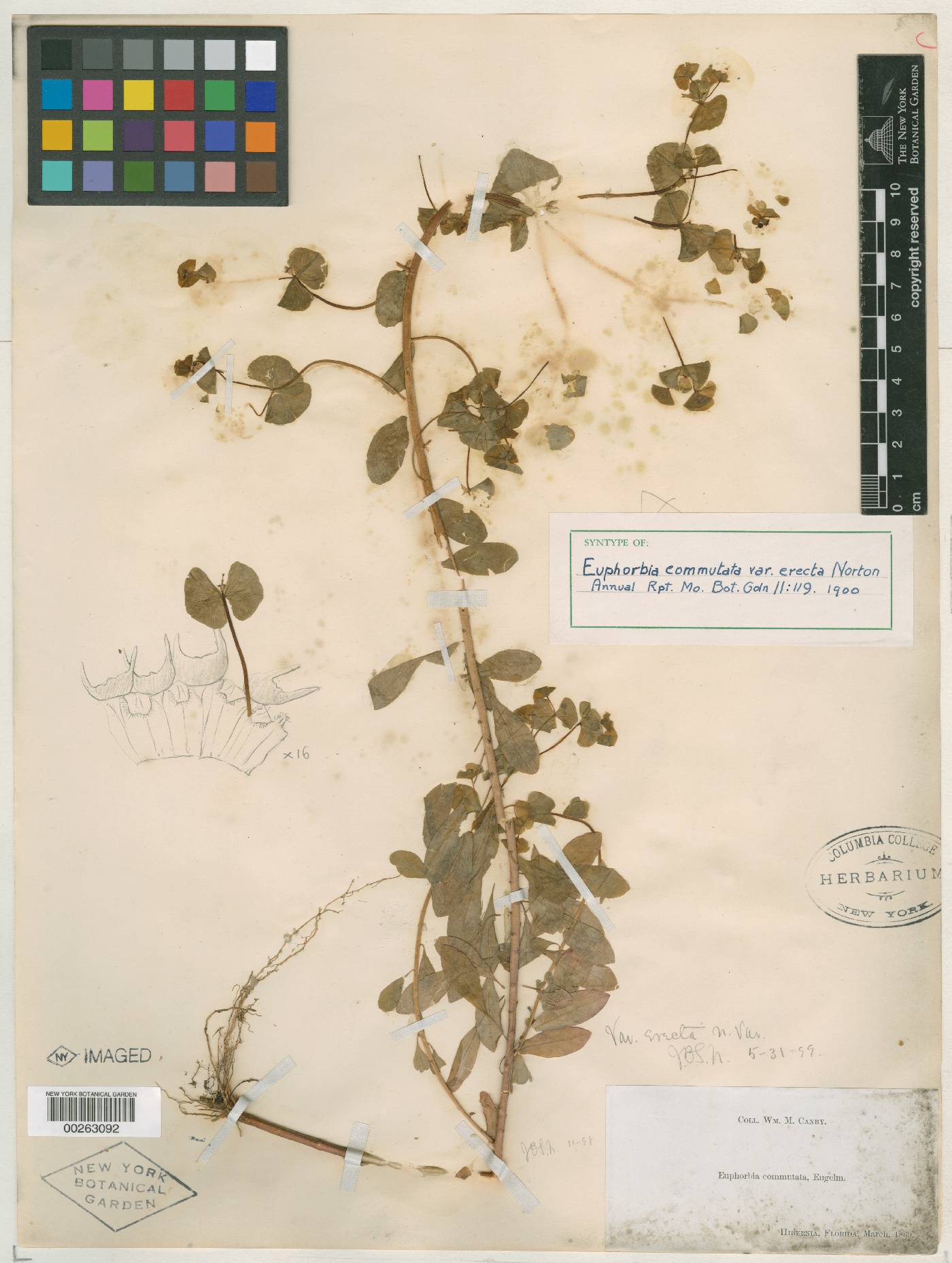 Euphorbia commutata var. erecta image