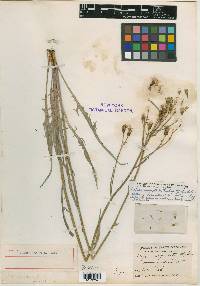 Crepis angustata image