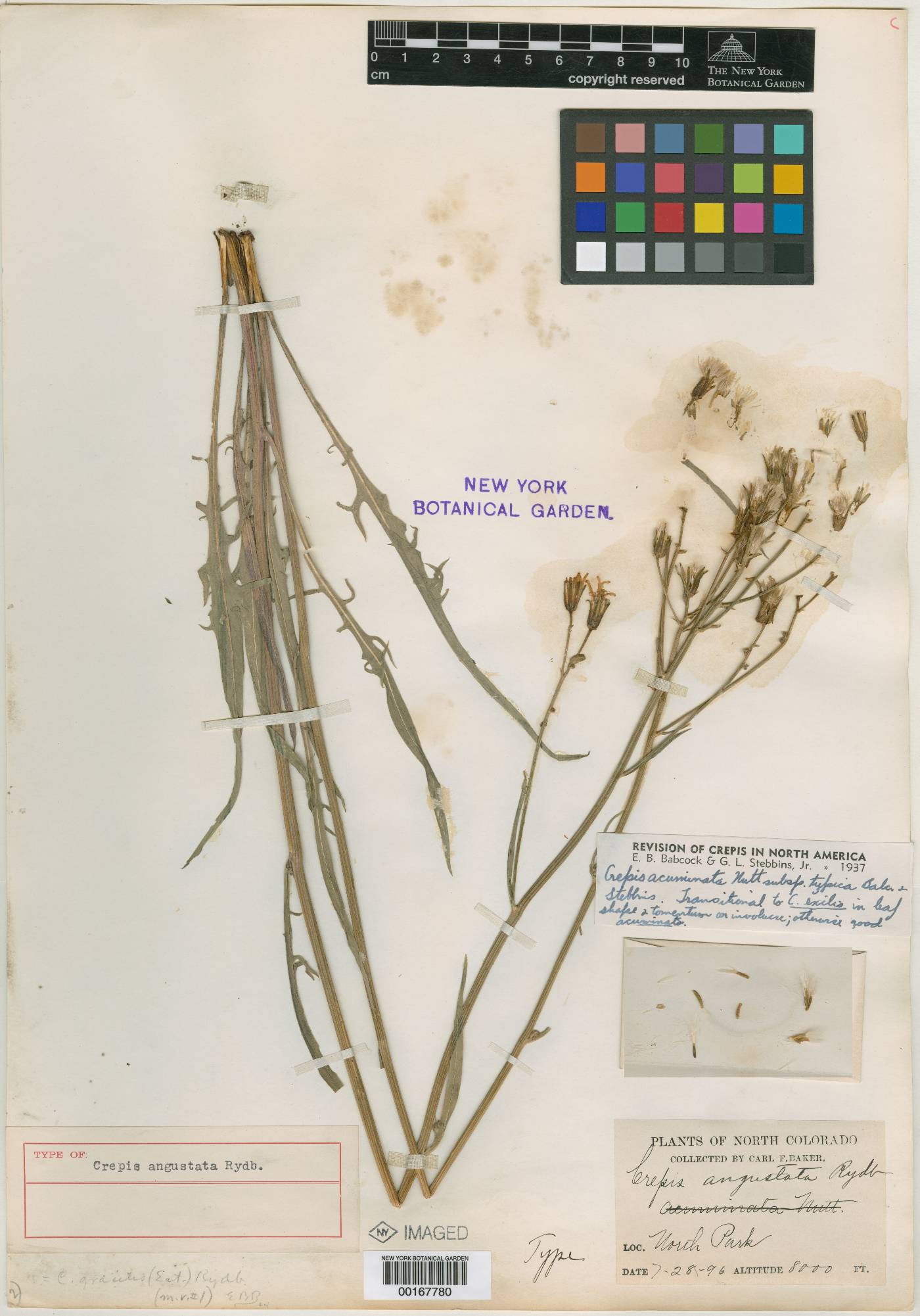 Crepis angustata image