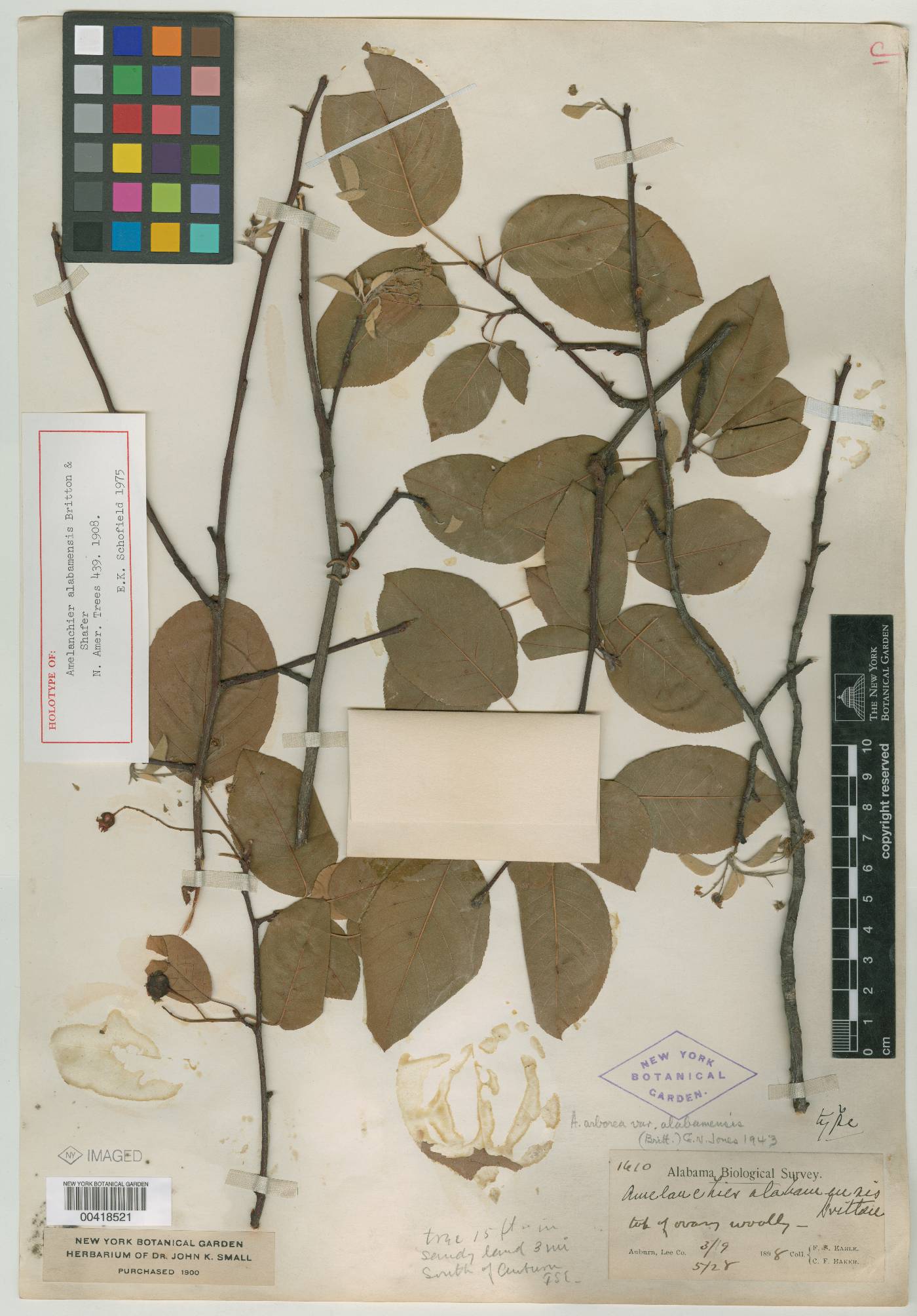 Amelanchier alabamensis image