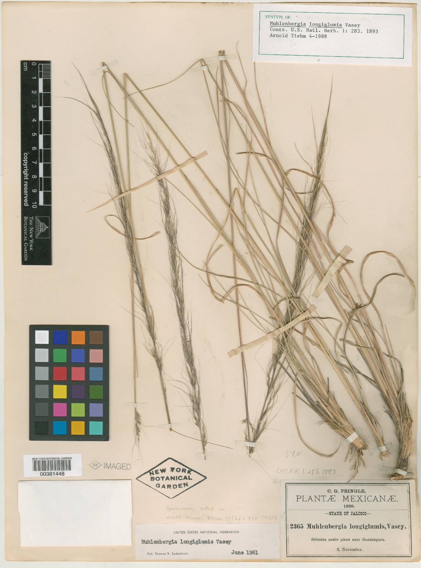 Muhlenbergia longiglumis image