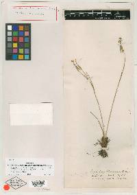 Sisyrinchium floridanum image