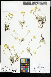 Eriogonum sphaerocephalum image