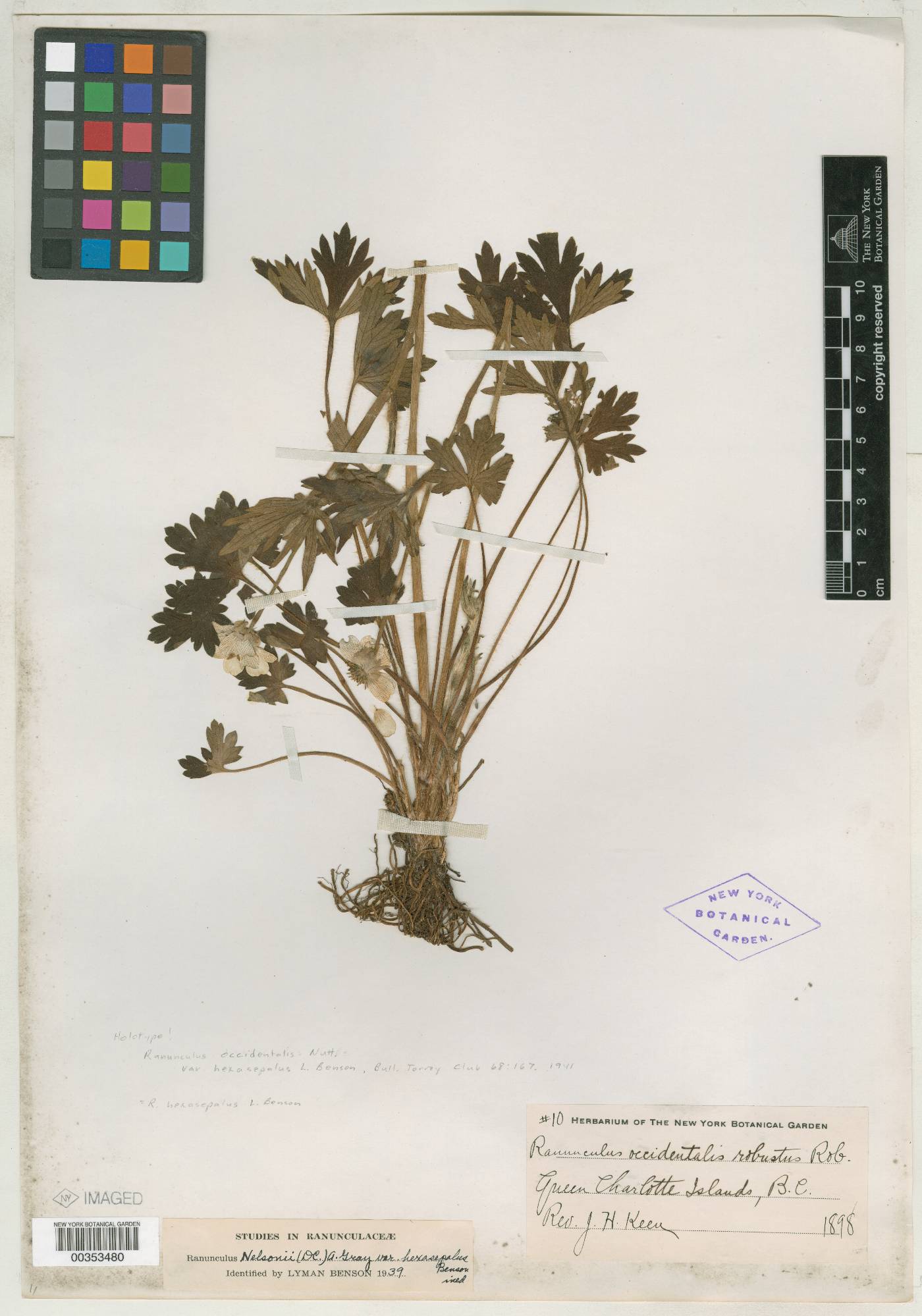 Ranunculus occidentalis var. hexasepalus image