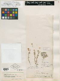 Bahia parviflora image