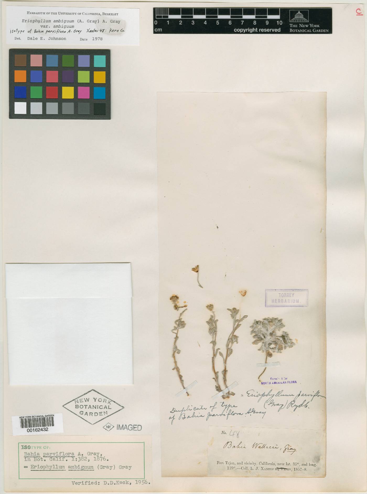 Bahia parviflora image