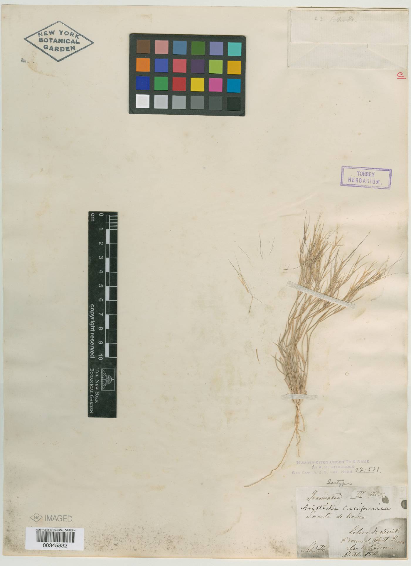 Aristida californica image