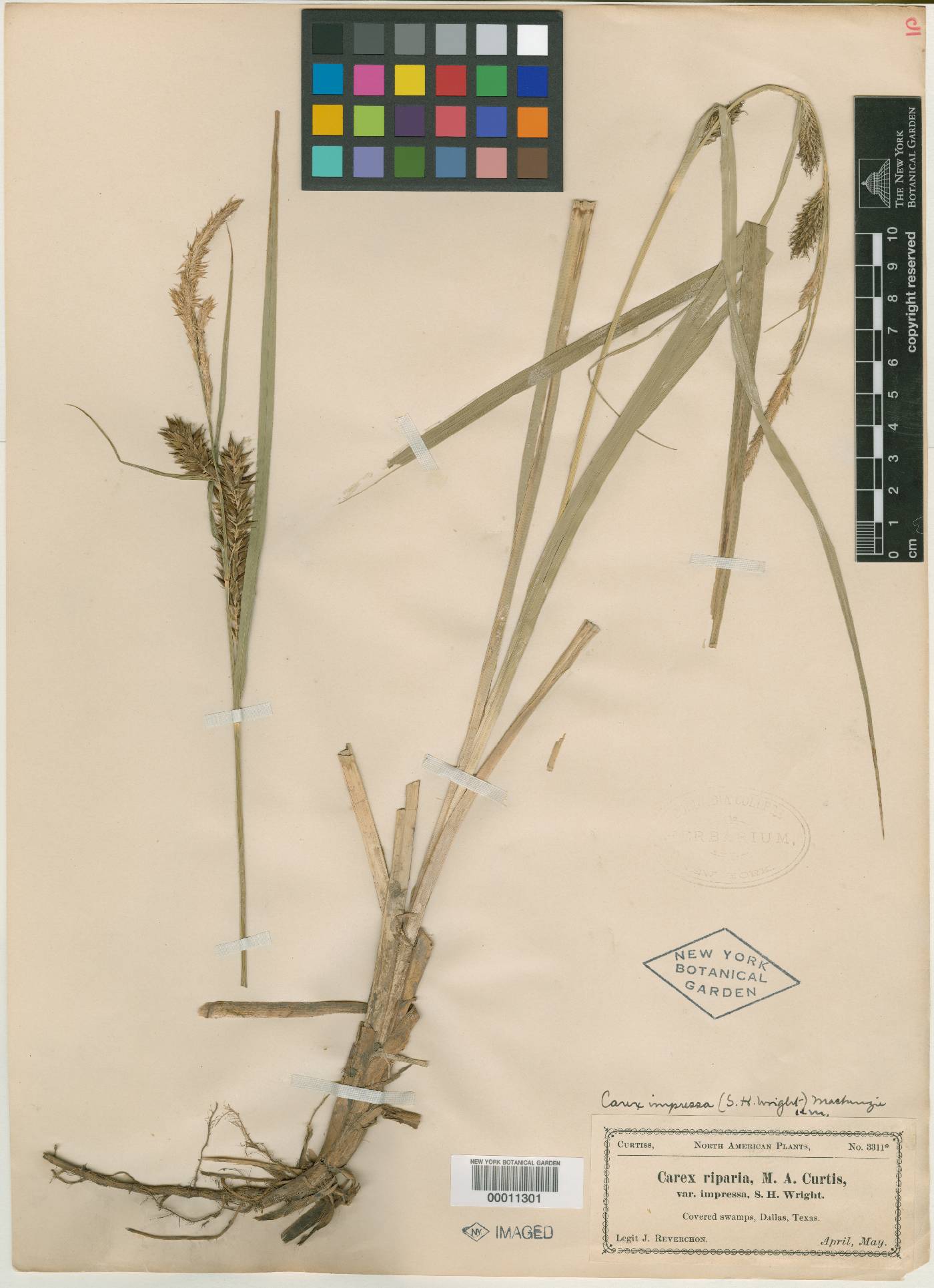 Carex riparia image