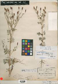 Tagetes triradiata image