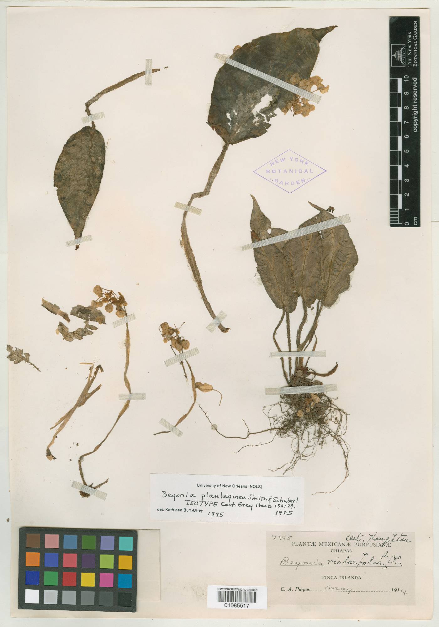 Begonia plantaginea image