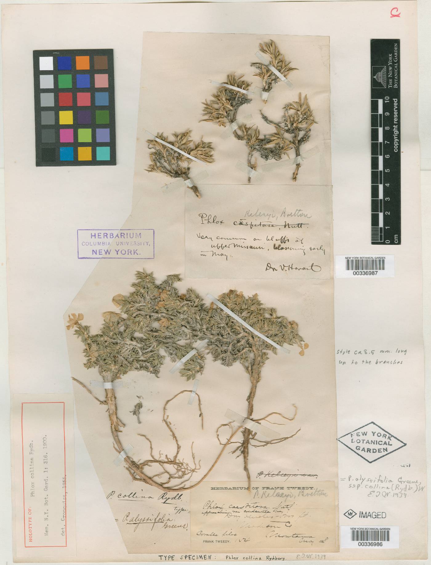Phlox alyssifolia subsp. collina image