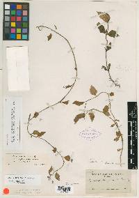 Lobelia longicaulis image