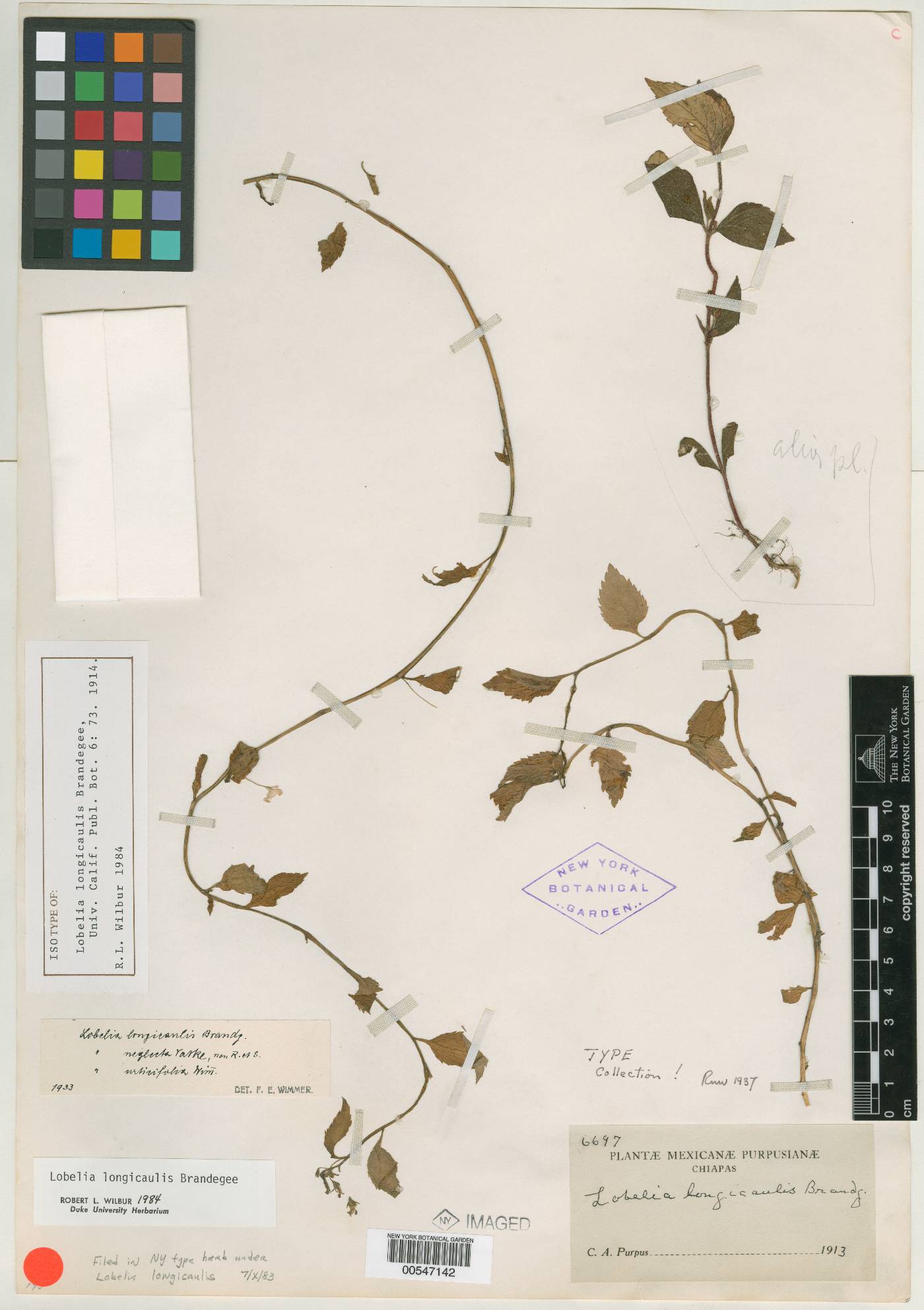 Lobelia longicaulis image