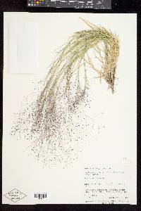 Muhlenbergia asperifolia image