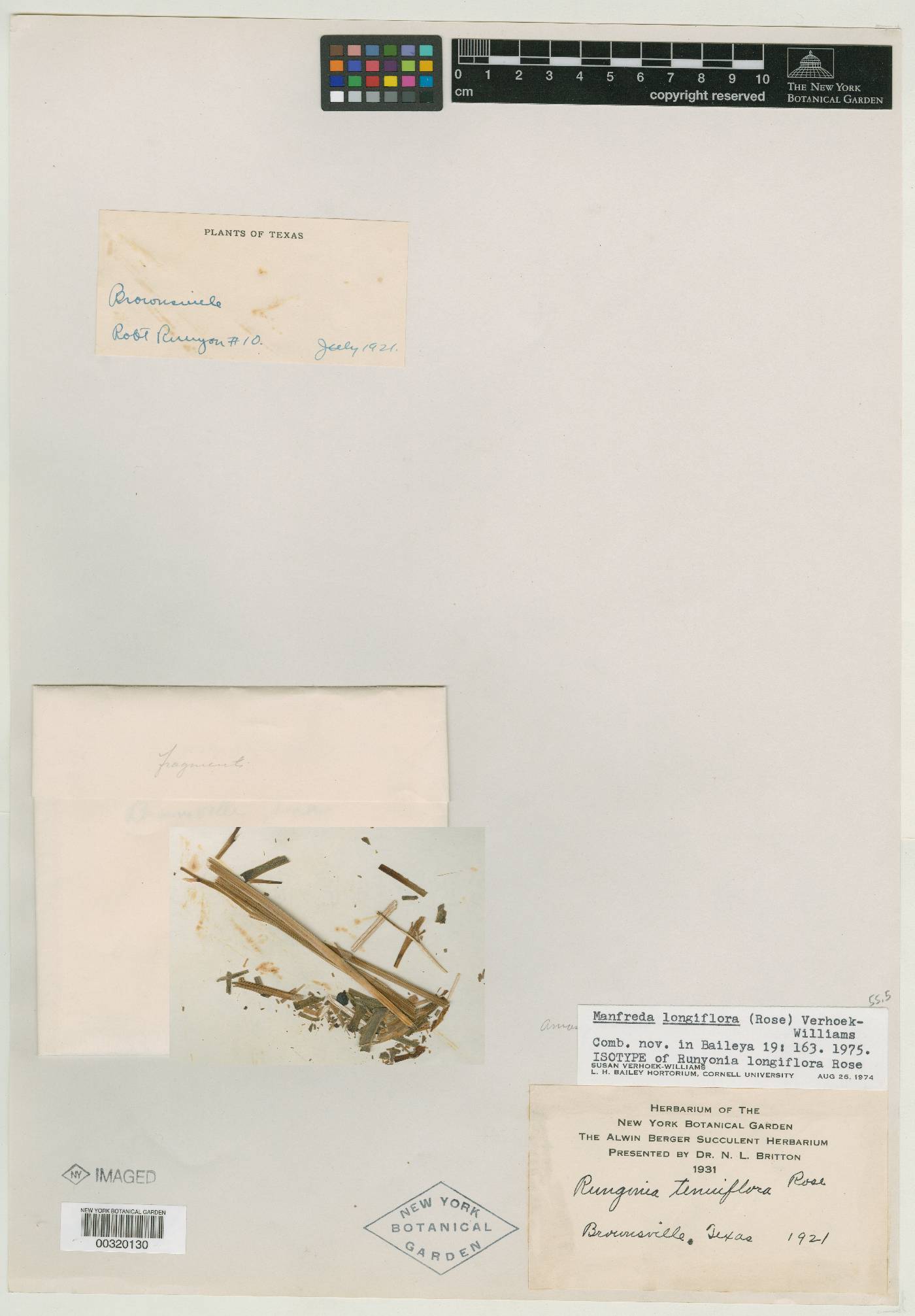 Runyonia longiflora image