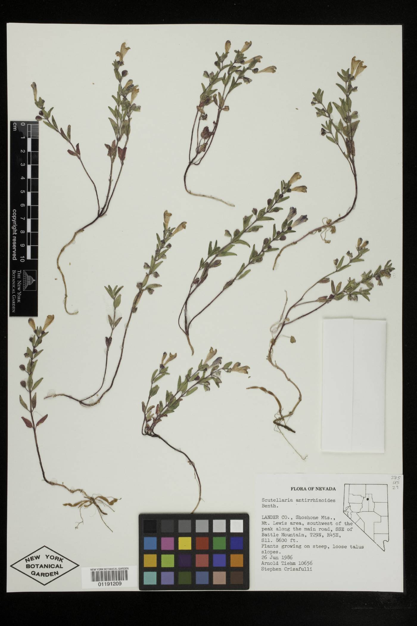 Scutellaria antirrhinoides image