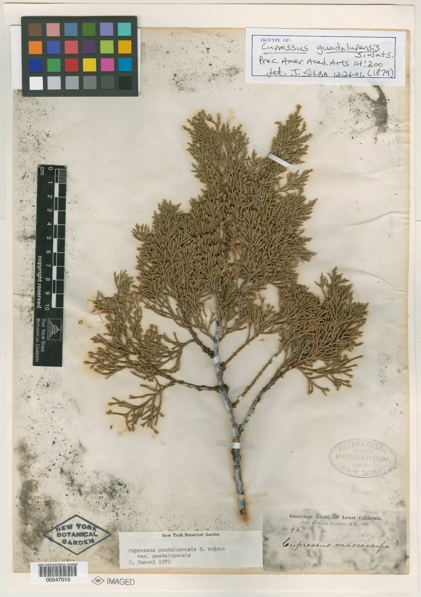 Cupressus guadalupensis image