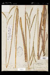 Paspalum floridanum image