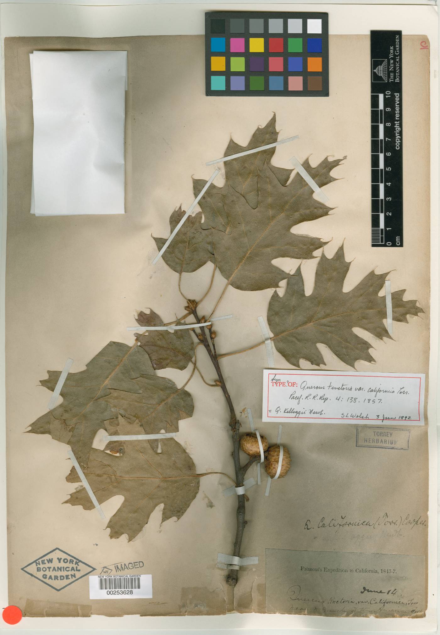 Quercus tinctoria image