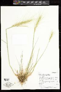 Elymus elymoides subsp. brevifolius image