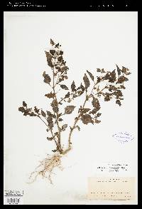 Solanum americanum image