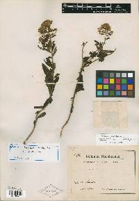 Eupatorium hirsutum image