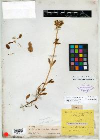 Halenia decumbens image