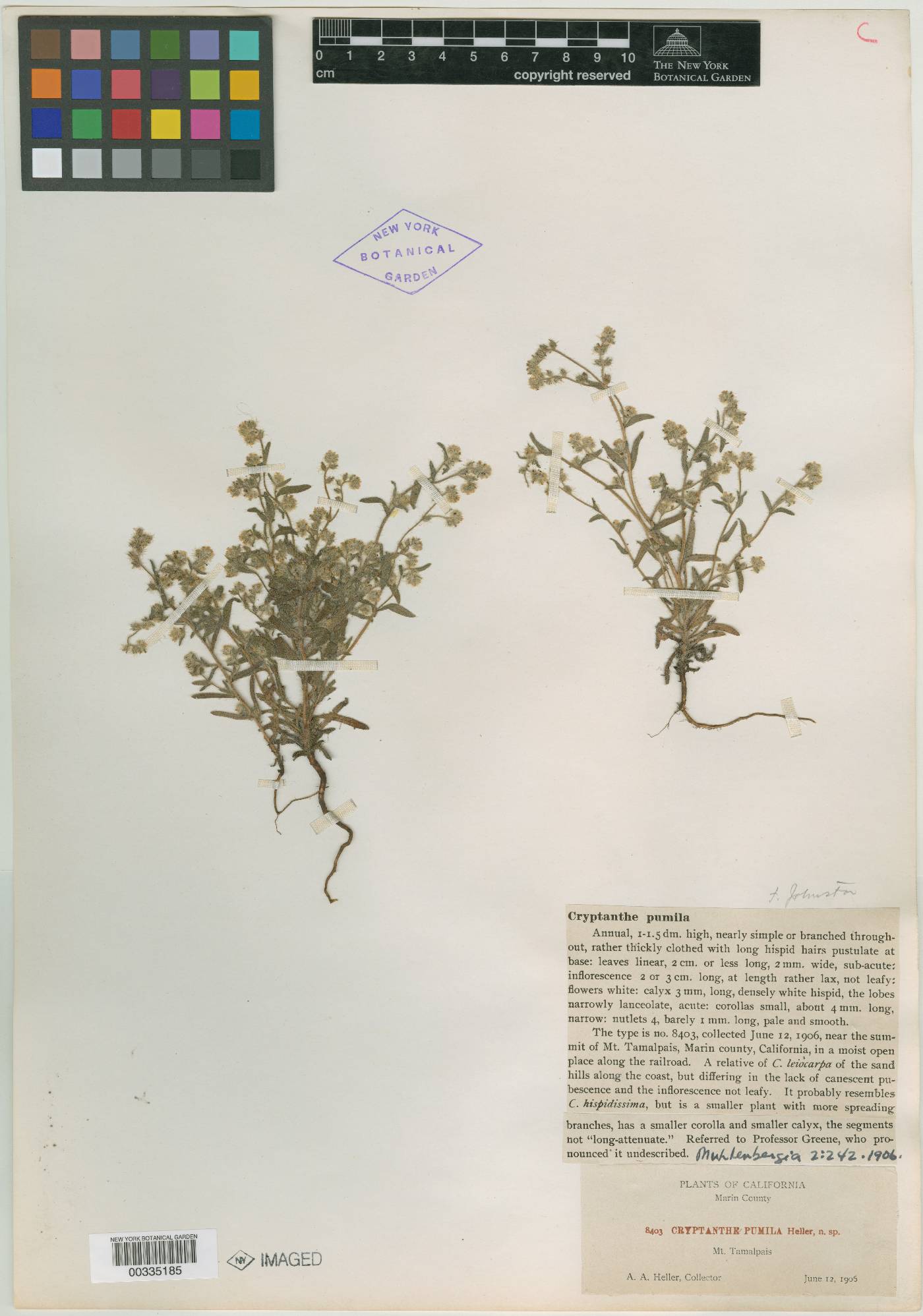 Cryptantha torreyana var. pumila image