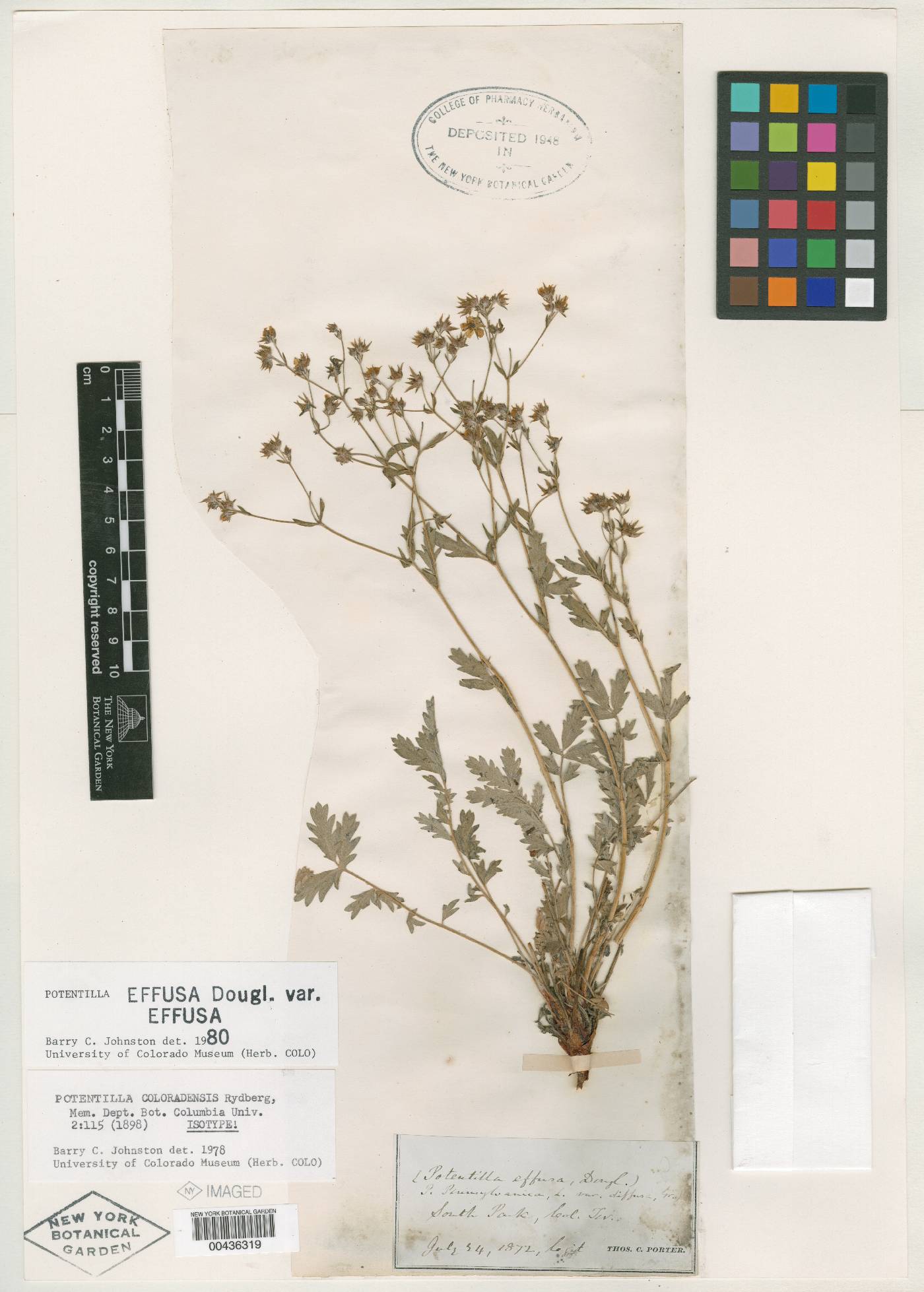 Potentilla coloradensis image