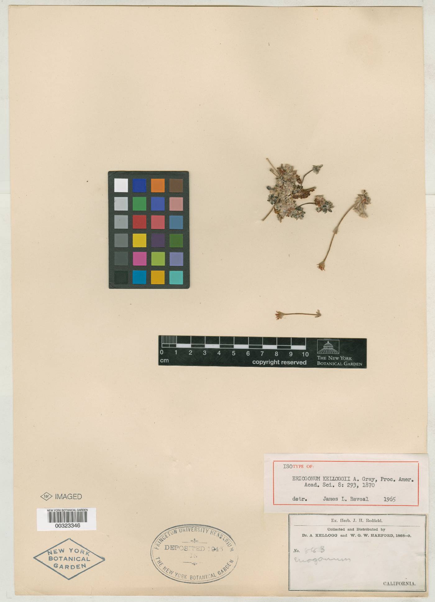 Eriogonum kelloggii image