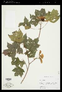 Acer leucoderme image