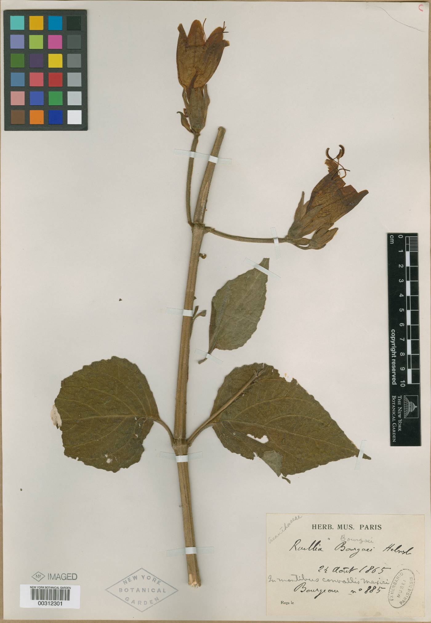 Ruellia bourgaei image