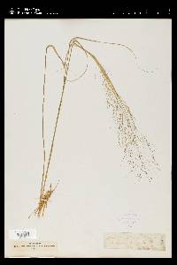 Muhlenbergia capillaris image