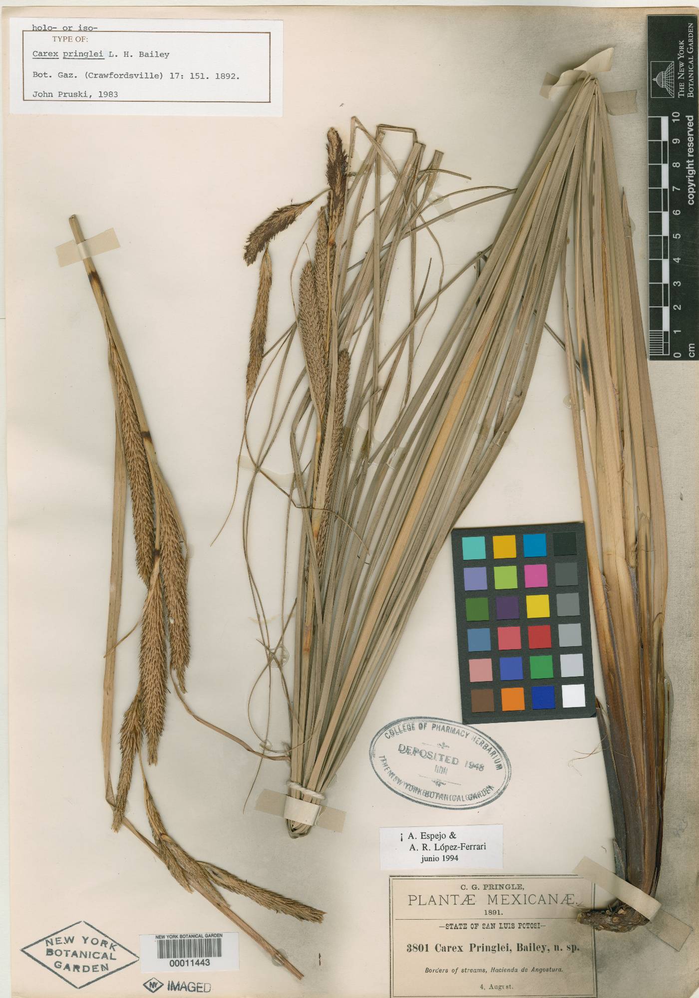 Carex pringlei image